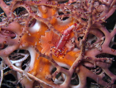 Basket Star Shrimp