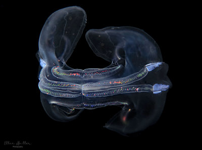 Comb Jelly Lights