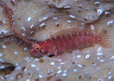 Ringed Blenny