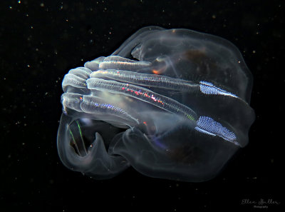 Comb Jelly