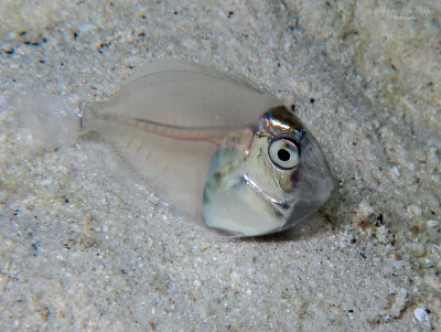 Settling Surgeonfish
