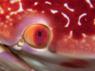 Batwing Coral Crab Eye