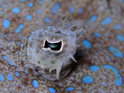 Flounder Eye