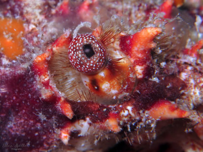 Clinging Crab Eye
