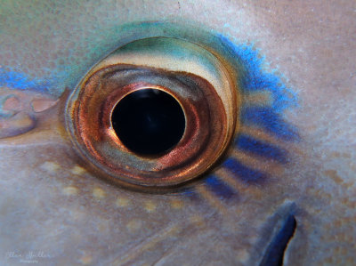 Surgeonfish Eye