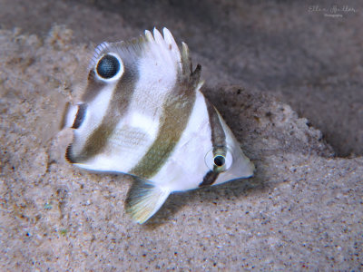 Juvenile Butterflyfish