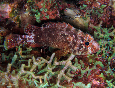 Reef Scorpionfish