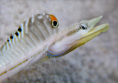 Pikeblenny