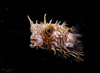 Web Burrfish
