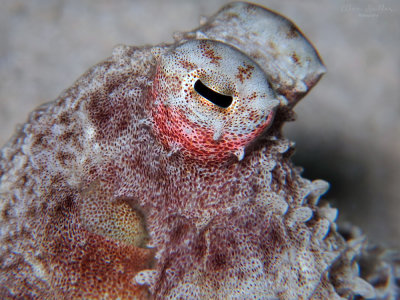 Longarm Octopus