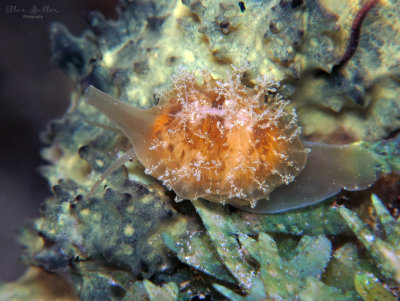 Trivia Snail