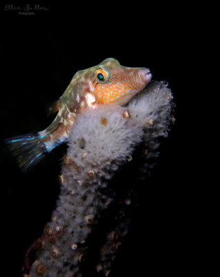 Sharpnose Puffer