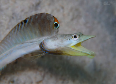 Pikeblenny