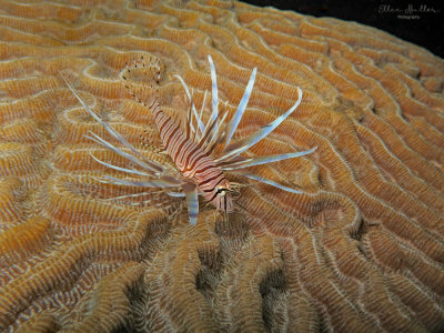 Lionfish on the Brain