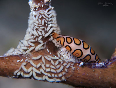 Nudi Eggs & Juv Flamingo Tongue
