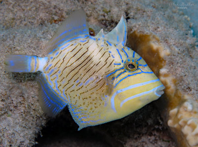 Intermediate Queen Triggerfish