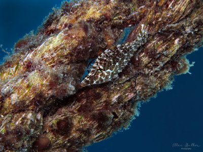 Slender Filefish