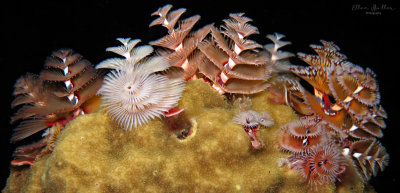 Christmas Tree Worms
