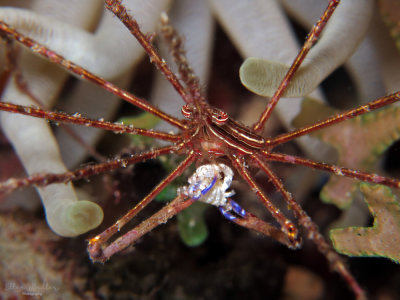 Arrow Crab eating Pea Crab