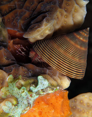 Top Snail
