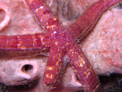 Mottled Sea Star Spawning