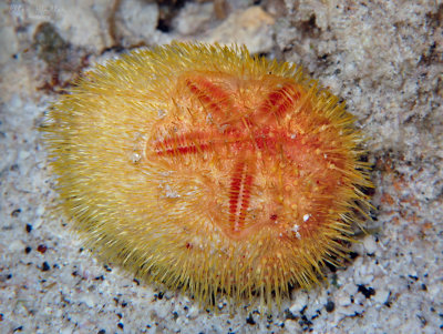 Juvenile Heart Urchin
