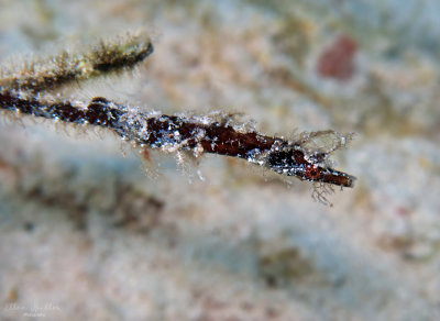 Pipehorse