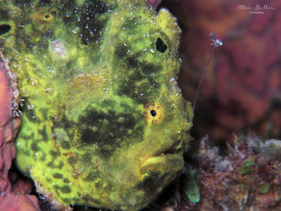 Green Frogfish Luring