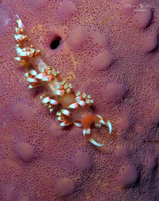 Longhorn austraeolis