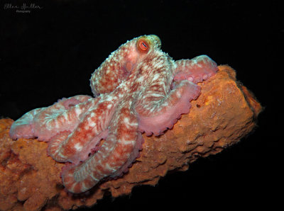 Octopus on Sponge