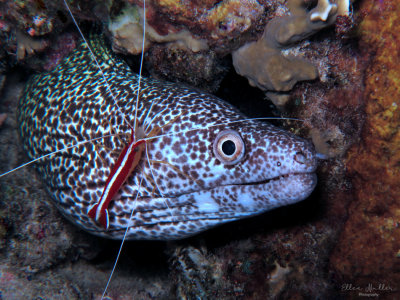 Eel & Shrimp