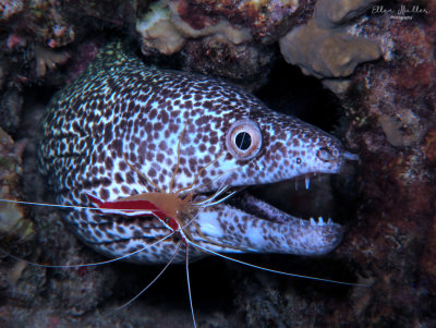 Eel & Shrimp