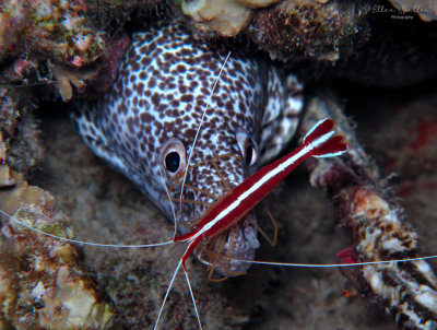 Eel & Shrimp