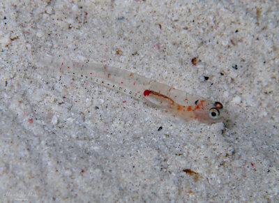 Spotfin Goby Larva