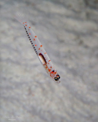 Spotfin Goby Larva