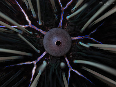 Urchin Anal Bulb