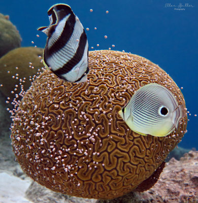 Brain Coral Spawning