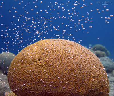 Brain Coral Spawning