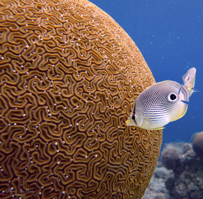 Brain Coral Spawning