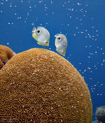 Brain Coral Spawning