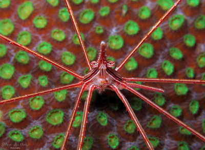 Arrow Crab
