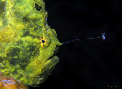 Green Frogfish Luring