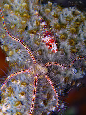 Triplefin & Brittlestar