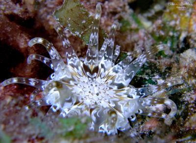 Anemone