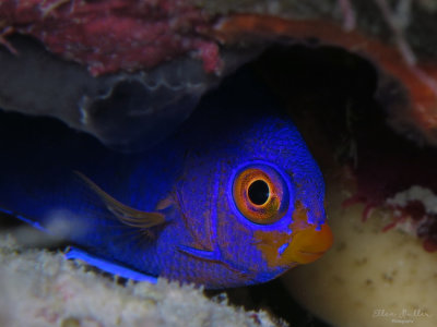 Cherubfish