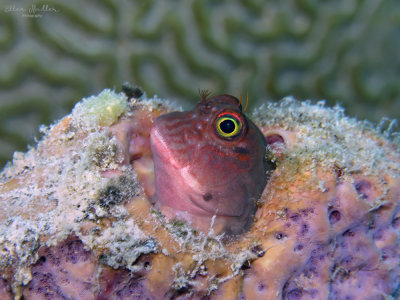 Redlip Blenny