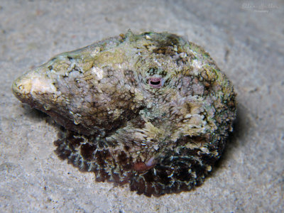 Twospot Octopus