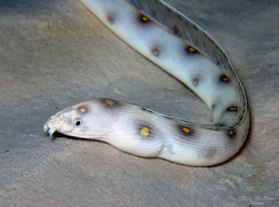 Goldspotted Eel