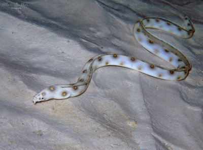 Goldspotted Eel
