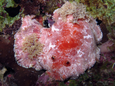 Platydoris angustipes